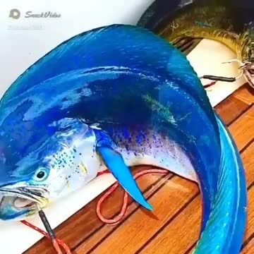 Unkown Fish First time in my life. Who can tell this?