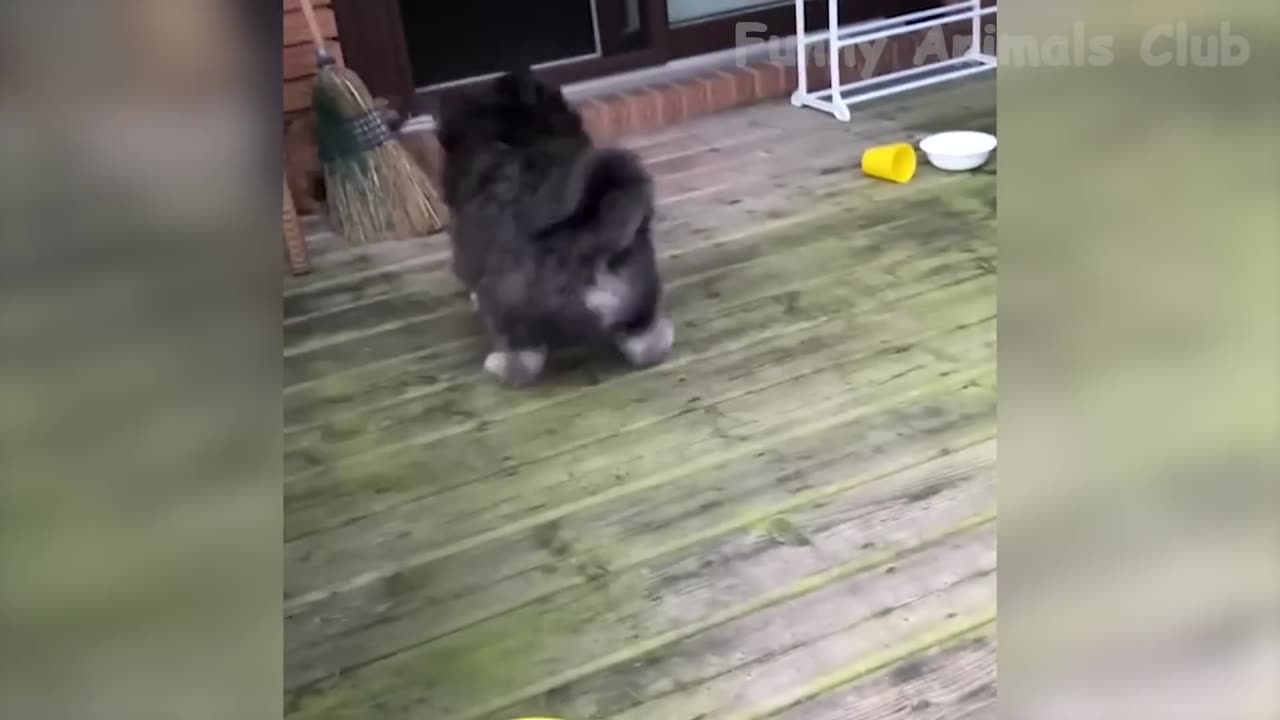 Funniest Animals Video - Best Cats😹 and Dogs🐶 Videos of 2023 Compilation #5
