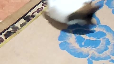Cute cat minocha playing