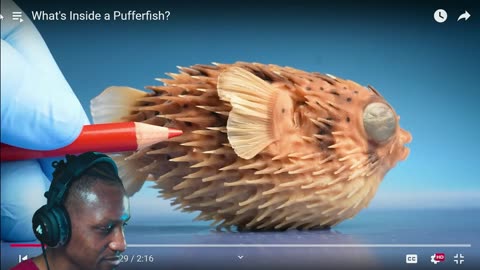 What's Inside a Pufferfish?