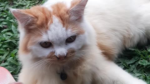 having a cat like this is really fun