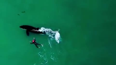 Swimming with orcas