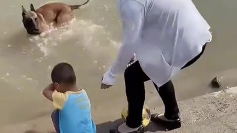 Dog saveing baby
