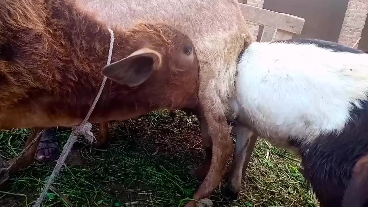 Goat Milking || Cow Drinking Goat Milk 😋😋