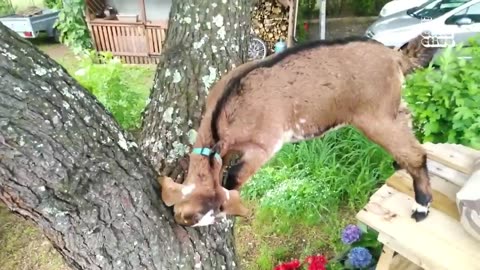 Funniest farm animals