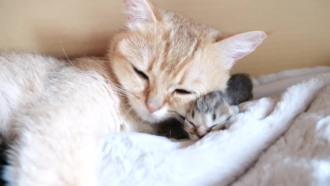 Mother cat sleeps surrounded by baby kittens