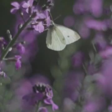 Transform Your Mood: How Relaxing This is Volume 61v2 #echoplanet