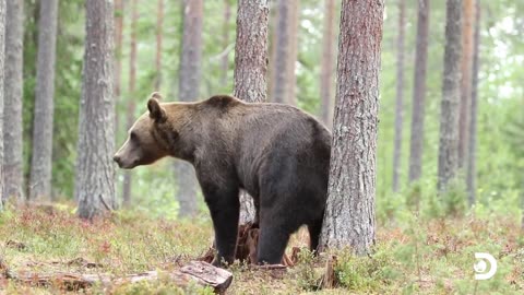 A bear rubs on a tree to scratch a hard-to-reach itch 🌳🐻