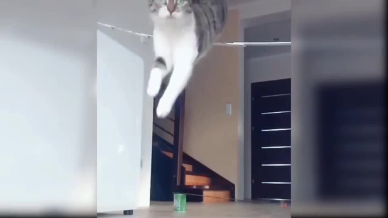 Very funny cats