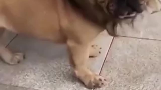 Funny animals video 🤣