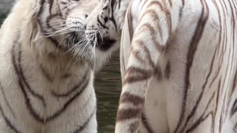 The small white tiger