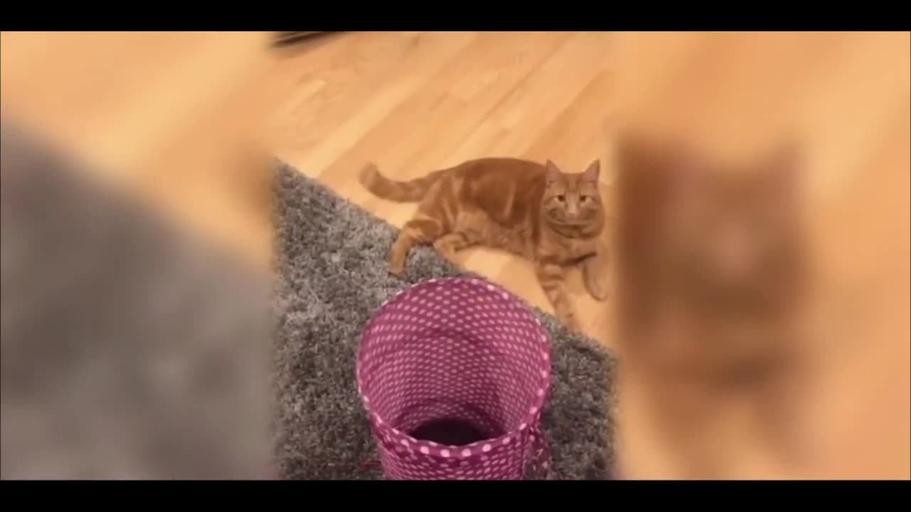 Cute and funny animals compilarion ☆ best funny video ☆ funny fail animals