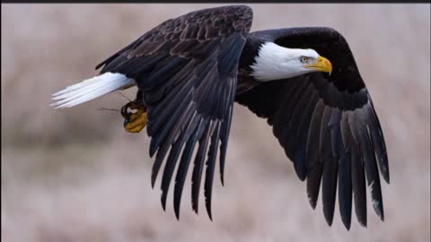 they are eagle from God