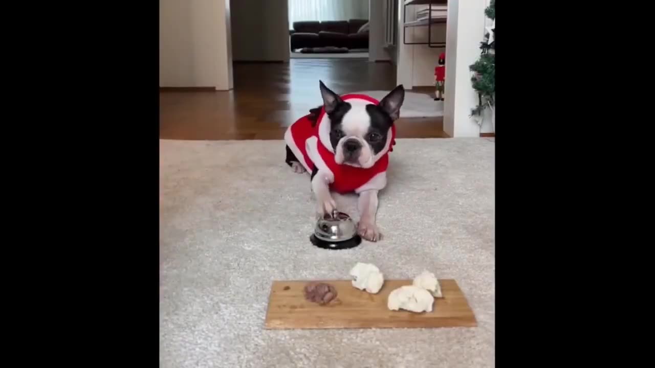 Funny Dogs And Cats Videos 2023 πΈπΆ Best Funniest Animal Videos Of The Month π₯°π