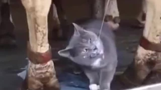 Funny animals