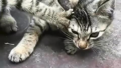 Viral Funny Cats Movment Funny Cats Video