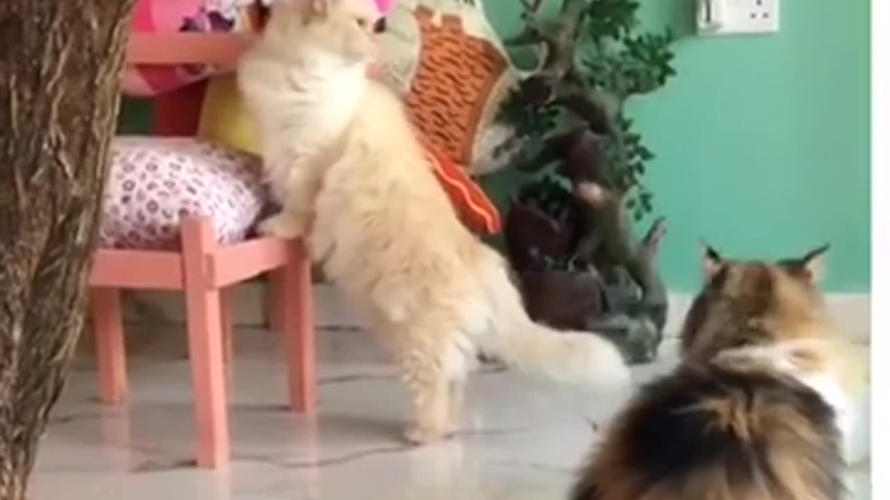 Honey & Alfi are sibilings and they enjoy their holidays@Pets Oasis Arcadia The Luxury Pet Resort