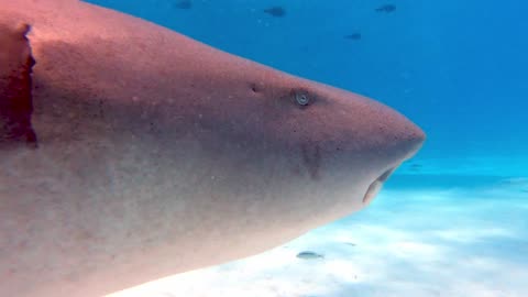 Beautiful amazing shark