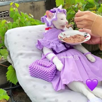 Funny cat videos | cute cats | Try not to laugh