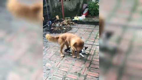 mating between dogs and cats