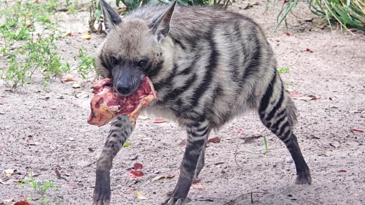 Why Are There No Hyenas In North America?-1