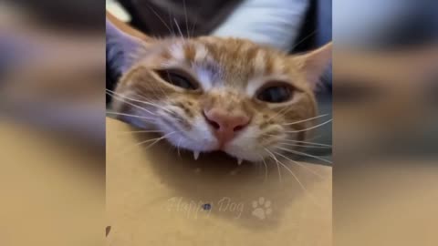 Cat new video