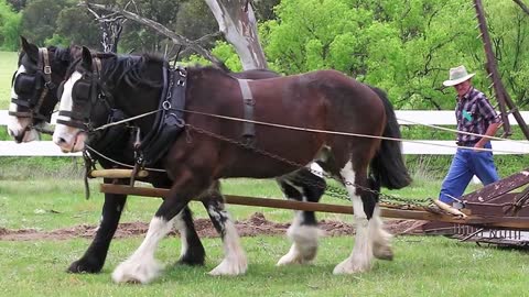 Most Powerful Horse Breed in the world