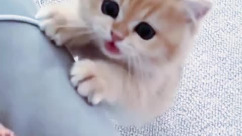 Funny cute cat ❤️😍
