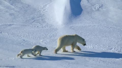 Ice Bear struggled for survival wildlife video