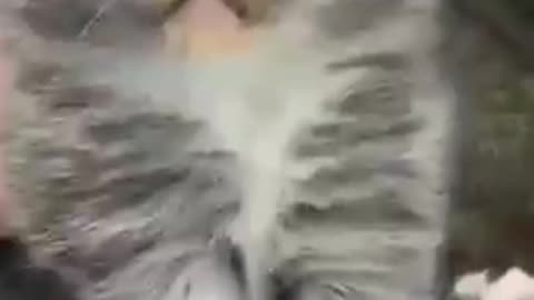 Funny cats