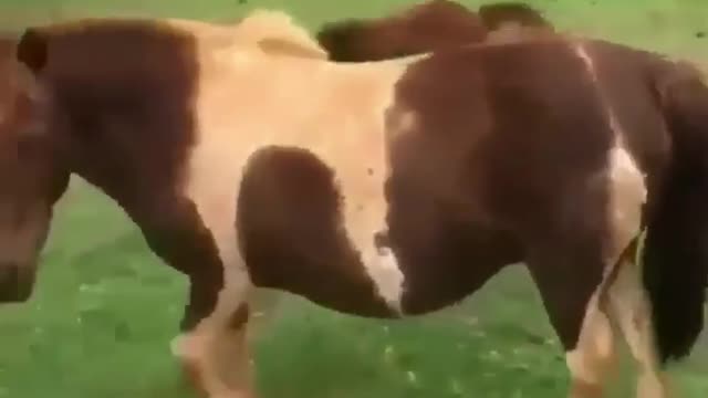 Funny and Cute Horses That Will Change Your Mood For Good