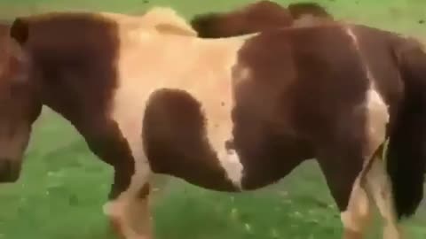 Funny and Cute Horses That Will Change Your Mood For Good