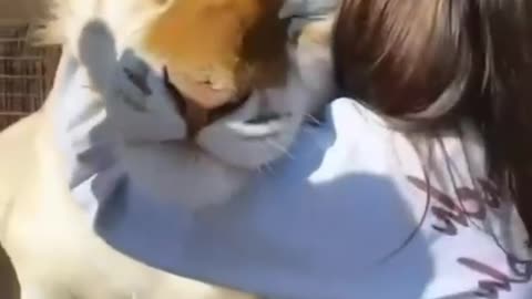 Cute Tiger