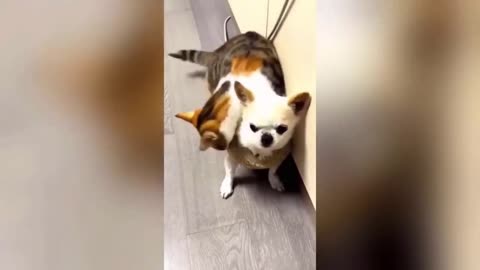 Funniest Animals Video - Best Cats😹 and Dogs🐶 Videos 2023