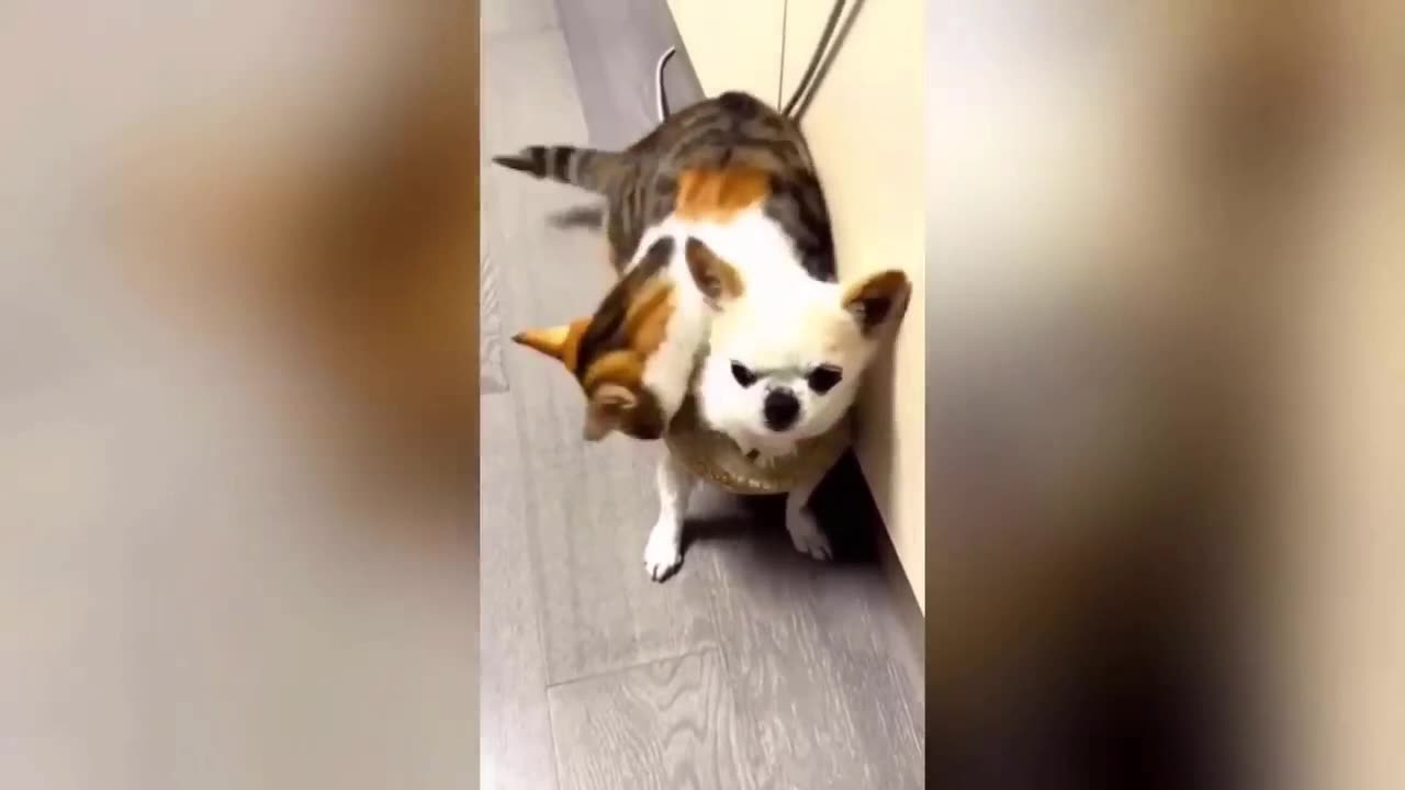 Funniest Animals Video - Best Cats😹 and Dogs🐶 Videos 2023