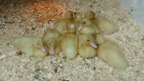 Cute Duckling 🔴 Funniest Baby Ducks Videos Compilation 2023