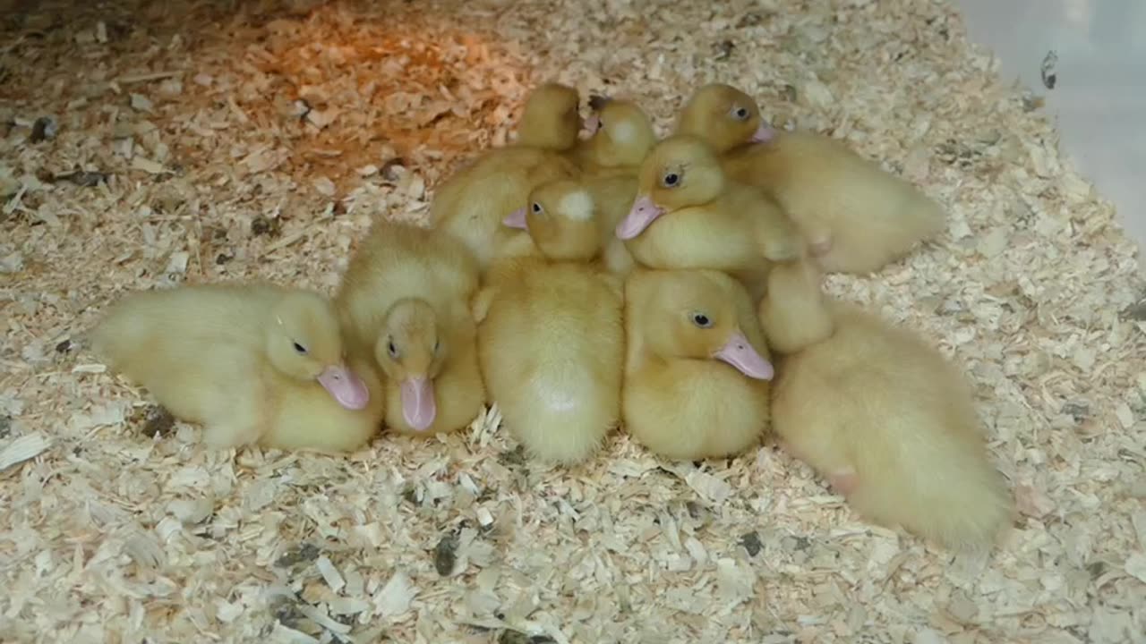 Cute Duckling 🔴 Funniest Baby Ducks Videos Compilation 2023