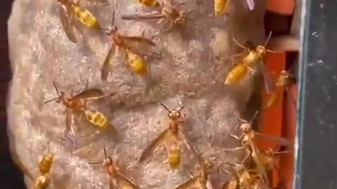 Wasp prepare to defend themselves.