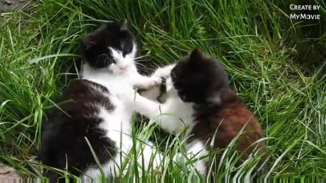 Cute cat funny videos white cat
