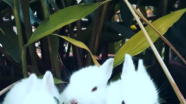 Cute Bunnies in the Garden
