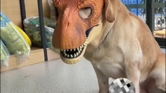 Put a dinosaur mask on your dog