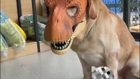 Put a dinosaur mask on your dog