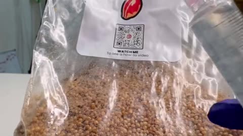 How To Make Grain Spawn!