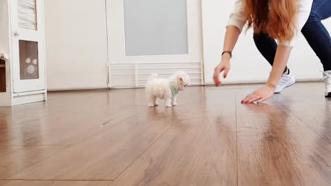 Maltese with the world's smallest and largest eyes lovely puppy - Teacup puppies