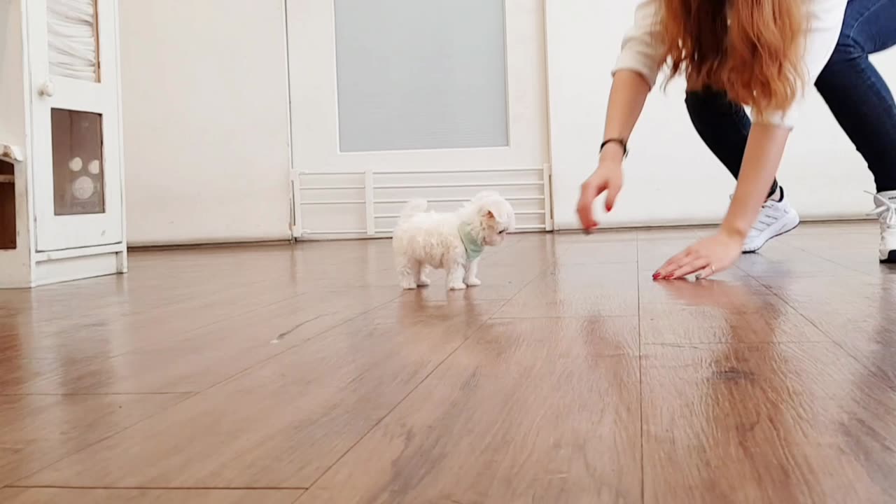 Maltese with the world's smallest and largest eyes lovely puppy - Teacup puppies