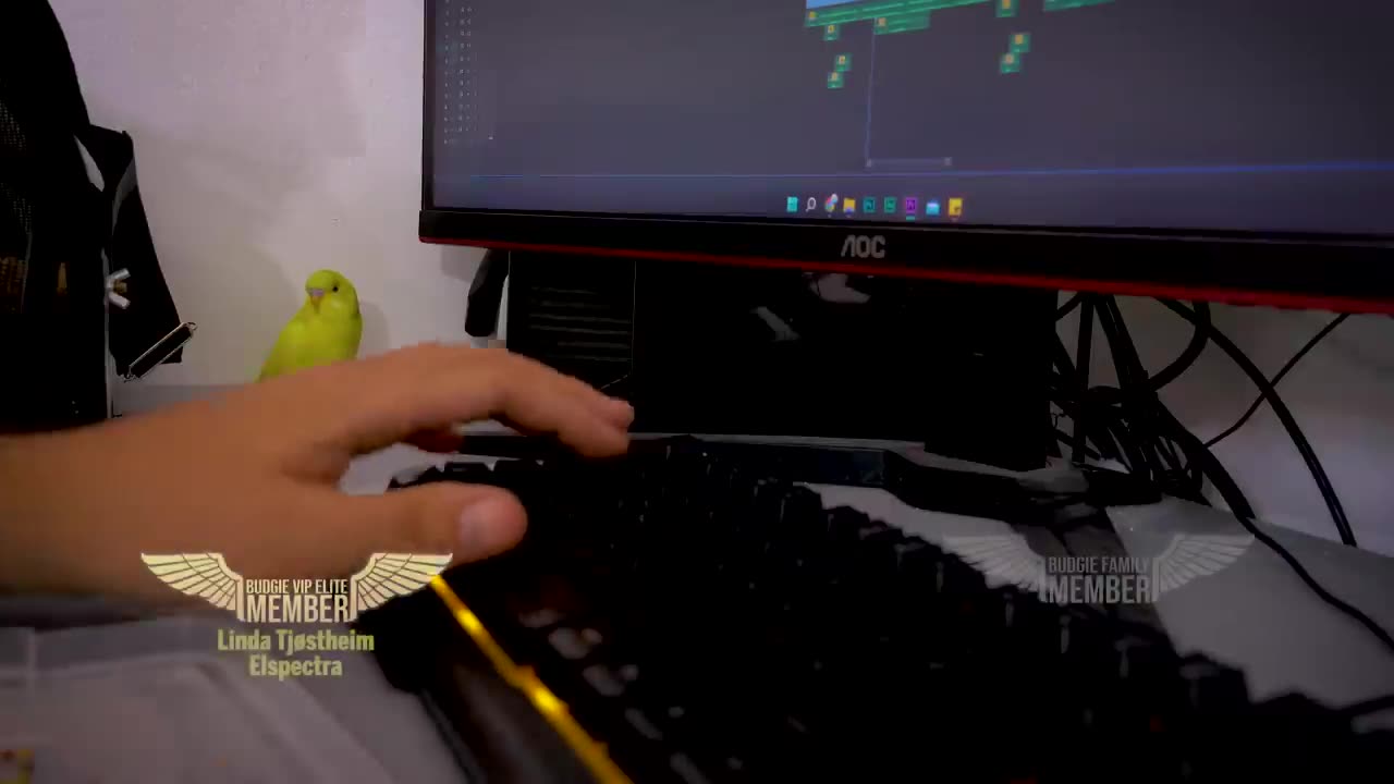 How baby Budgie grows up- From Hatching to Hand Feeding