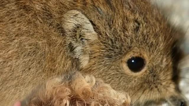 Teaching people about Elephant Shrew