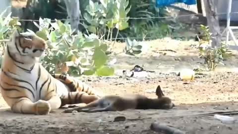 Funny dog reaction🤣funny animal videos 2022🐱#funnydog -#4