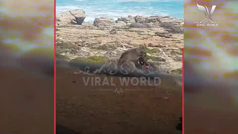 🐵🐵🐵MONKEY FUNNY MOMENT WITH GIRLS l MONKEY FUNNY MOMENT 🤪🤪🤪