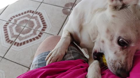 Meu cachorro floquinho